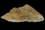 Permian Amphibian Fossil Bone - Texas #153755-2